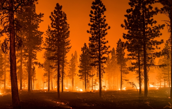 dealing with wildfires